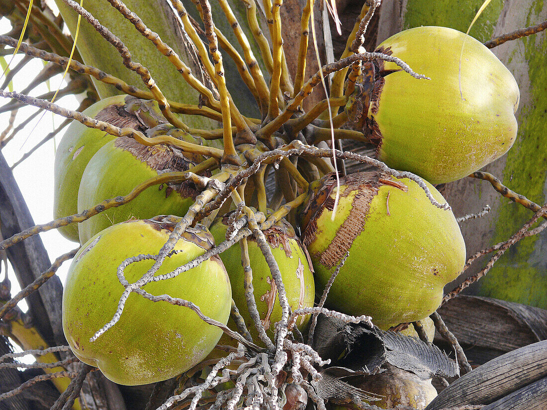 Coconuts on tree  Cocos nucifera, used in cooking and for oil  Chiplun, Ratnagiri, Maharashtra india Maharashtra, India