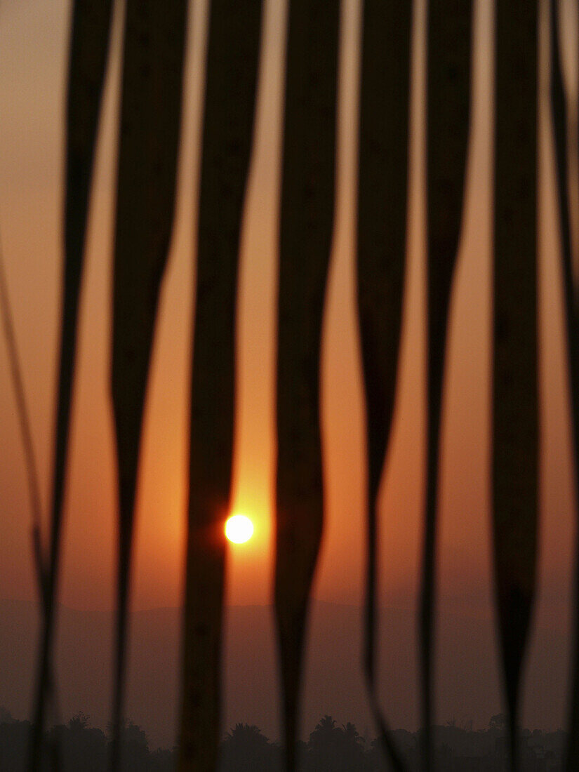 Sunset against palm fronds, Cocos nucifera - Commenly called Coconu  Chiplun, Ratnagiri, Maharashtra, India