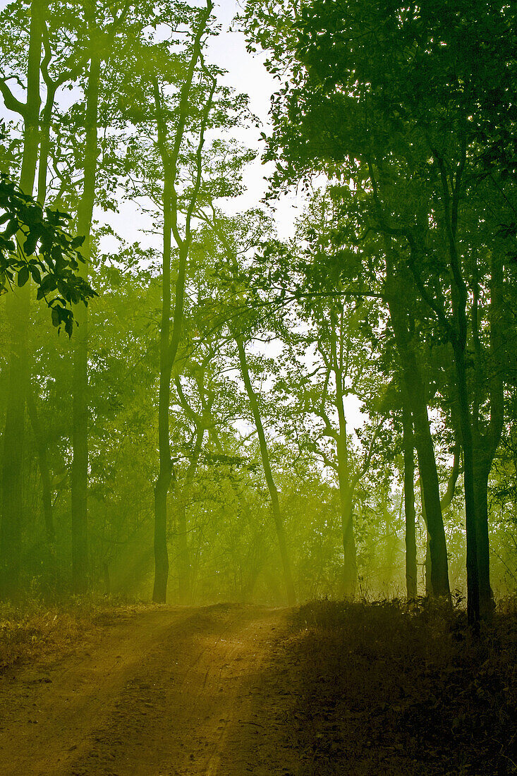 Sunrays shining through spruce forest  Ratnagiri, Maharashtra, India
