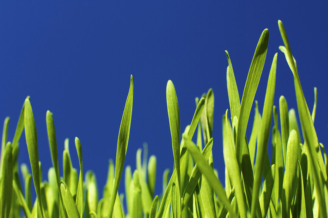 Grass against blue sky