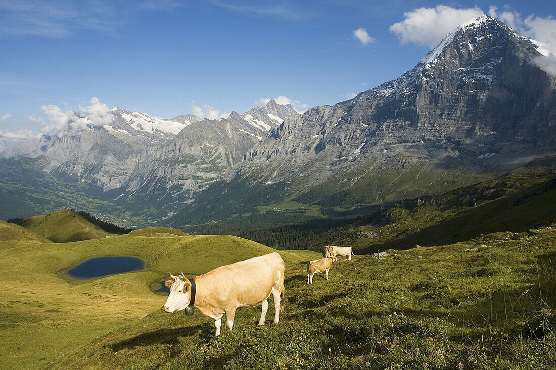 Alpine cows with the Eiger mountain in the background, Switzerland