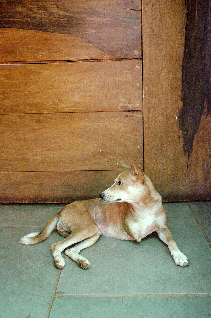 Assagao Goa, India, a crippled dog at … – License image – 70247035 ❘  lookphotos