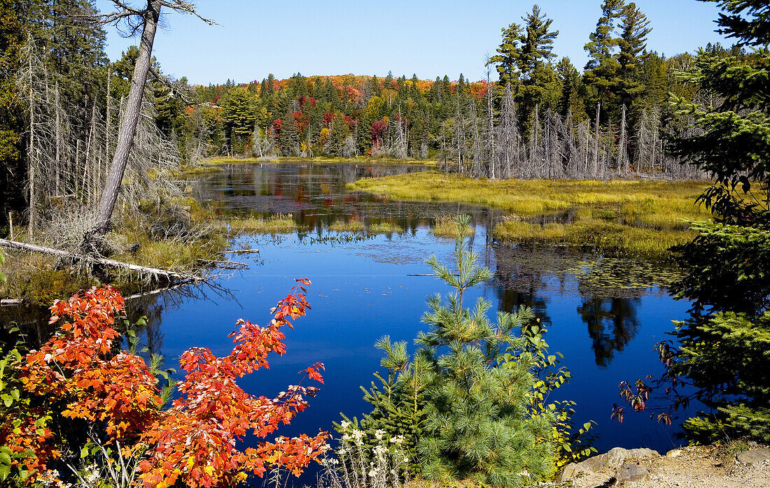 Algonquin Park in Fall, Ontario, Canada