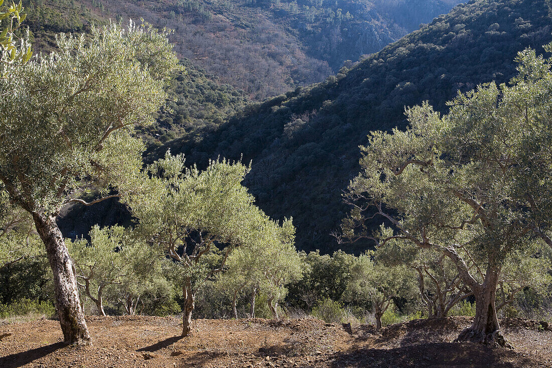 Aussen, Baum, Bäume, Berg, Bergabhang, Bergabhänge, Berge, Castilla-Leon, Draussen, Europa, Farbe, Kastilien-Leon, Land, Landbau, Landwirtschaft, Las Batuecas, Las Batuecas-Sierra de Francia, Menschenleer, Niemand, Olivenbaum, Olivenbäume, Olivenhain, Pfl