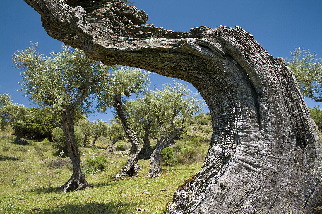 Olive trees in the Natural Park of Arribes del Duero, Vilvestre, Salamanca, Castilla y Leon, Spain, Europe.