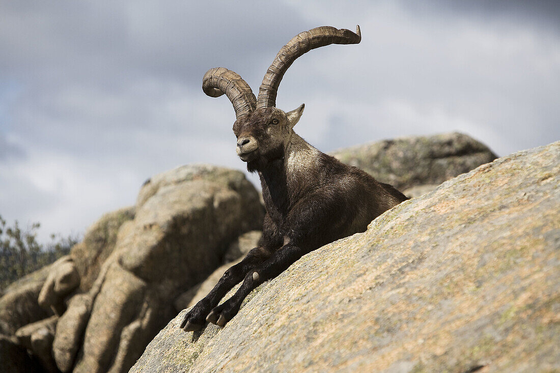 Male mountain goat or spanish ibex, in the Natural Park of the Cuenca Alta del Manzanares, La Pedriza, Navacerrada, Sierra de Guadarrama, Madrid, Spain, Europe.