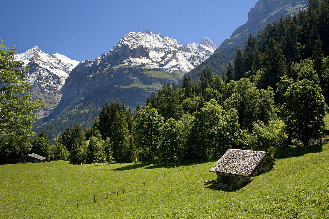 Landscape at the base of the mountain of Eiger  Grindelwald, Alpiglen  Kleine Scheidegg  Grassland and livestock  Berneses Alps  Switzerland