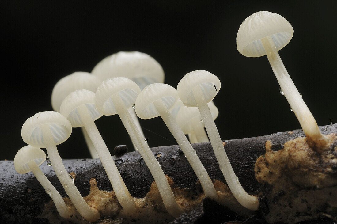 Mushrooms