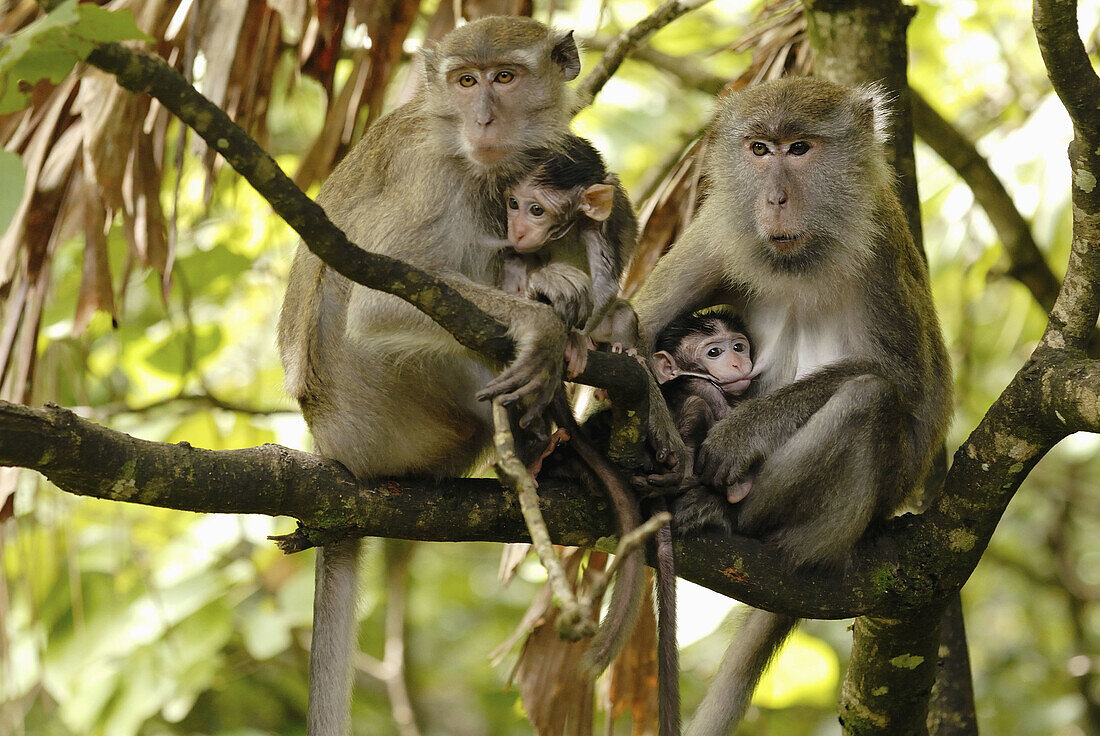 Bako National Parks baby monkey feeling on the moms milk.