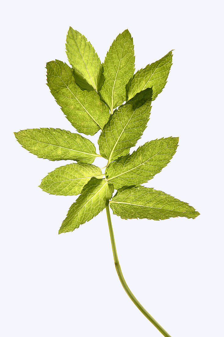 Mint leafs in a transparent background