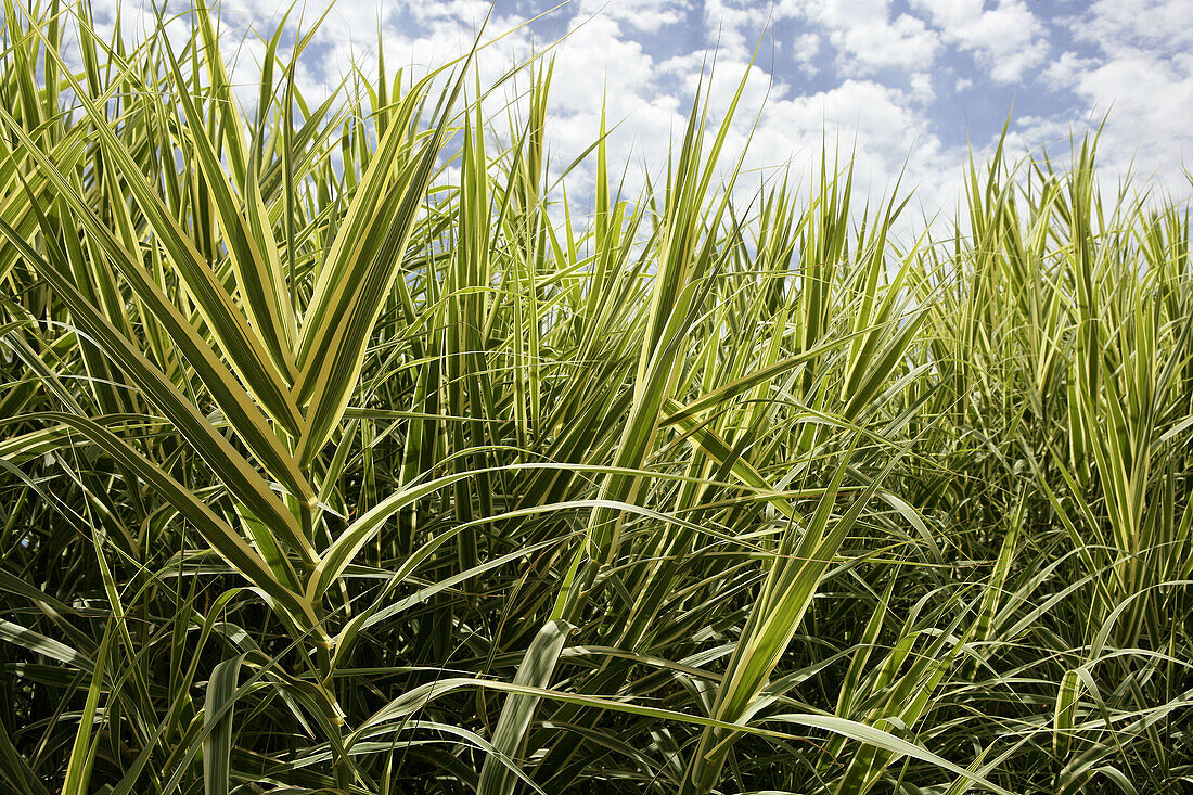 White and green cane and blue cloudy sky