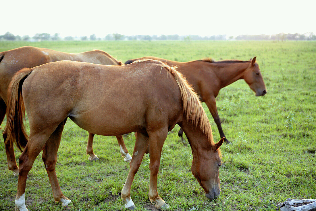 Brown horses eating grass on the meadow