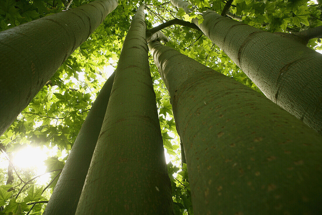 Green trunks perspective