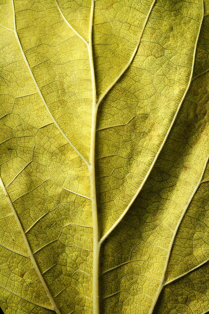 Grünes Blatt Makro Trextur Adern und Schatten