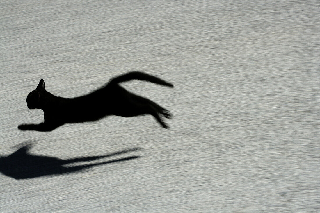 black cat jumping and shadow on floor