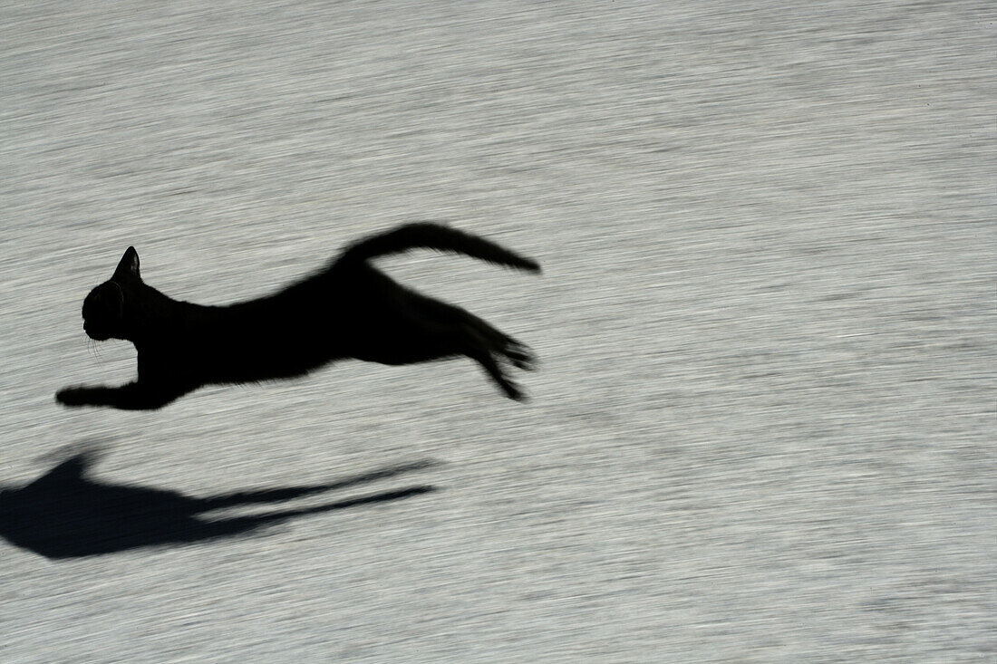 schwarze Katze springt und Schatten auf dem Boden