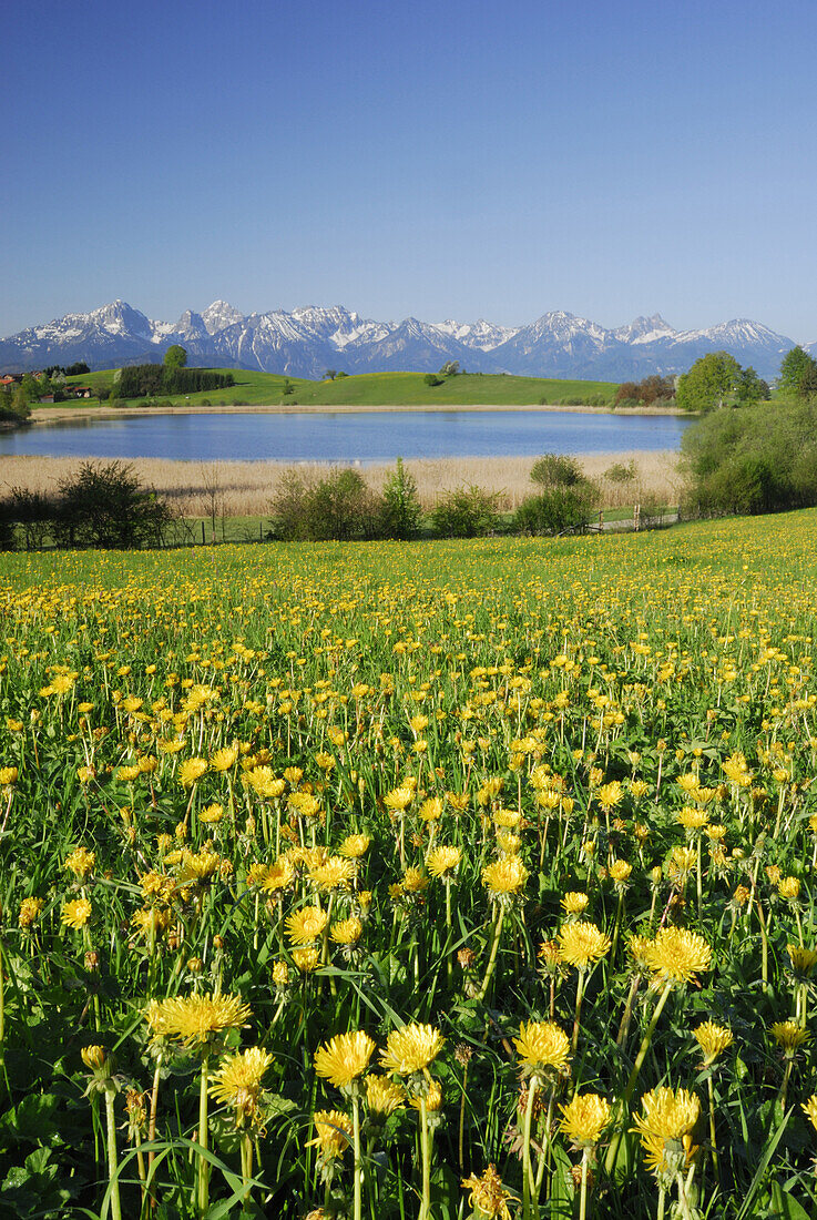 Blick über eine Löwenzahnwiese auf einen Bergsee, Allgäu, Bayern, Deutschland