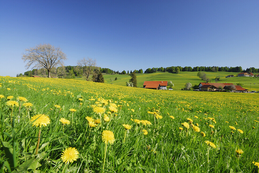 Löwenzahnwiese mit Bauernhof im Hintergrund, Allgäu, Bayern, Deutschland