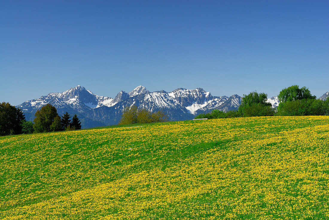 Blick über Löwenzahnwiese auf Tannheimer Berge, Allgäuer Alpen, Allgäu, Schwaben, Bayern, Deutschland