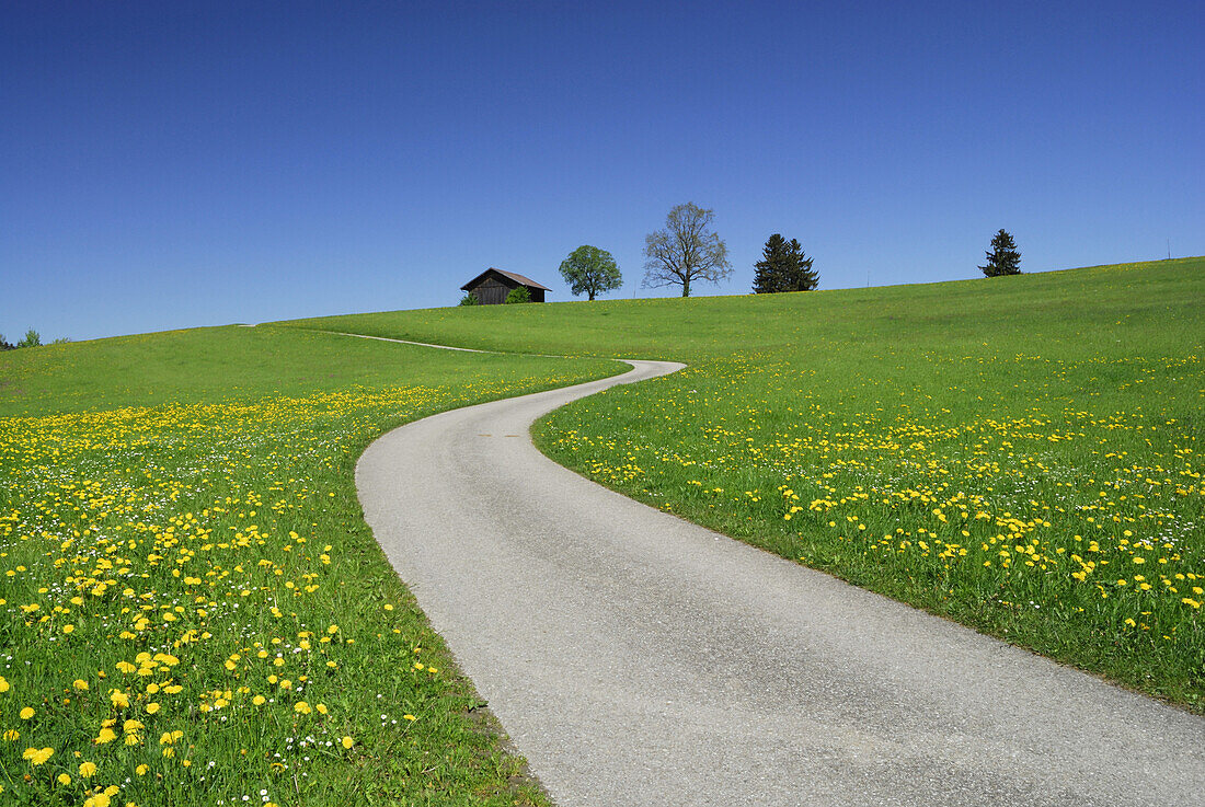 Schmale Straße durch Löwenzahnwiese, Allgäu, Bayern, Deutschland