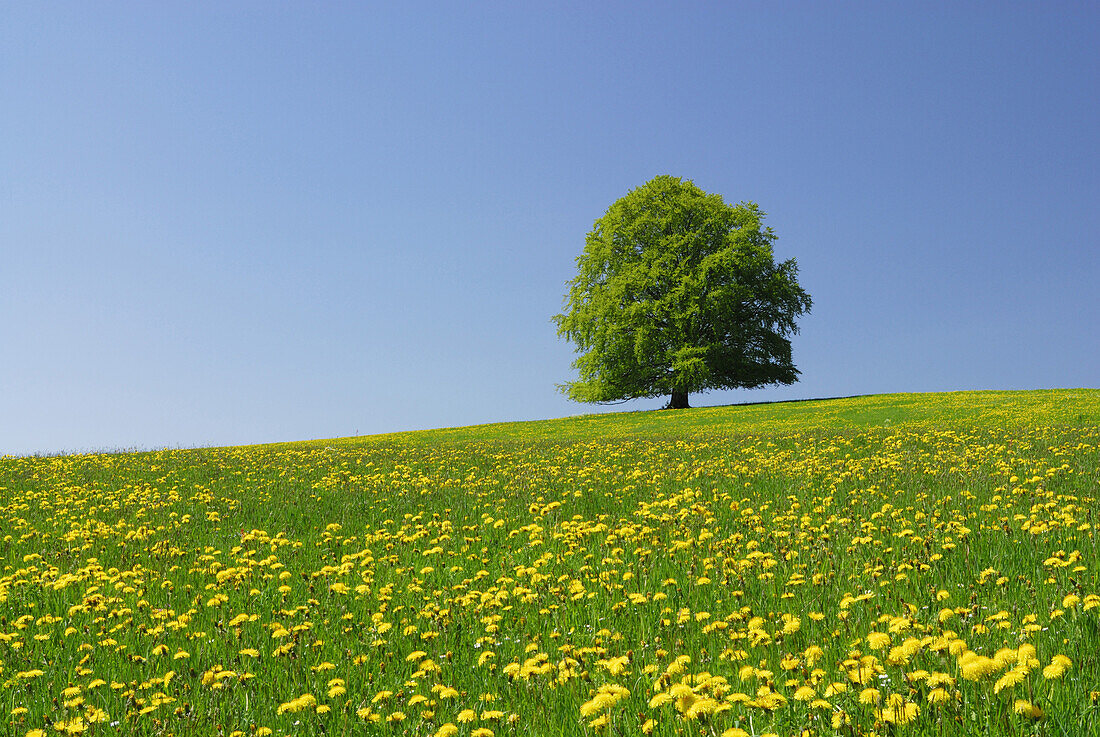 Beech tree in meadow with dandelion, Allgaeu, Bavaria, Germany