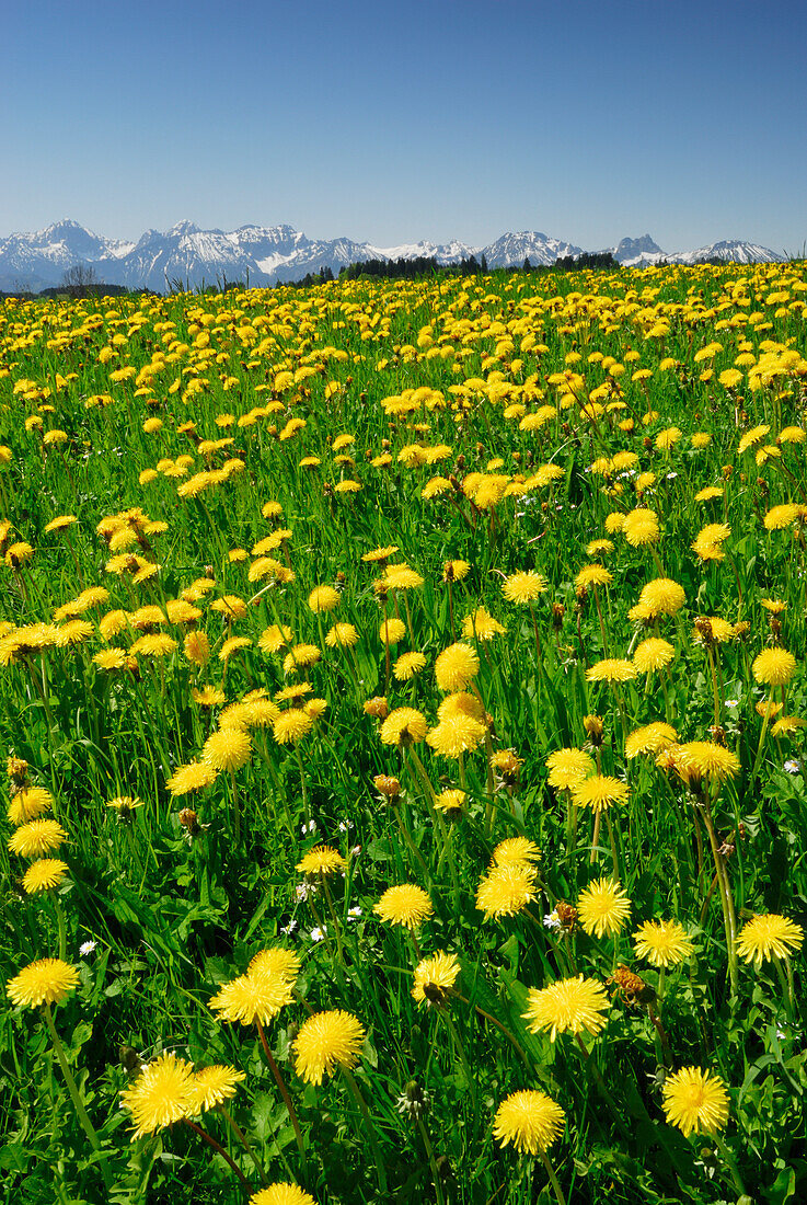 Löwenzahnwiese mit Allgäuer Alpen im Hintergrund, Allgäu, Schwaben, Bayern, Deutschland