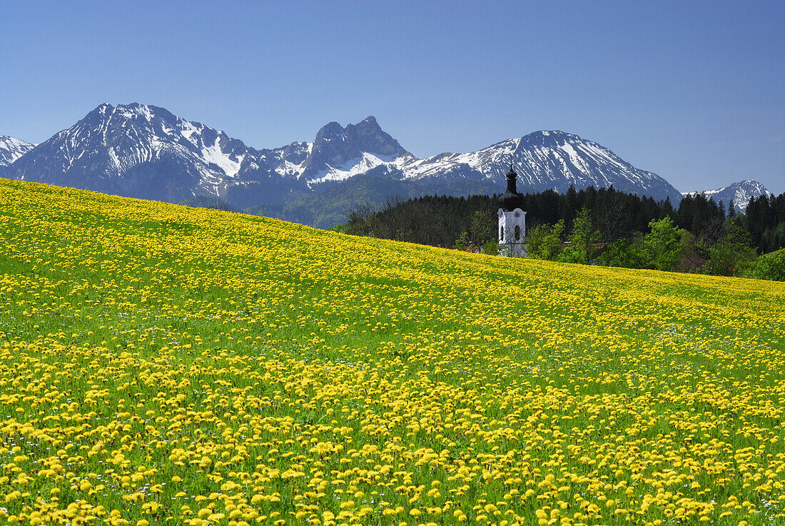 View over meadow with dandelion to spire, Allgaeu, Bavaria, Germany
