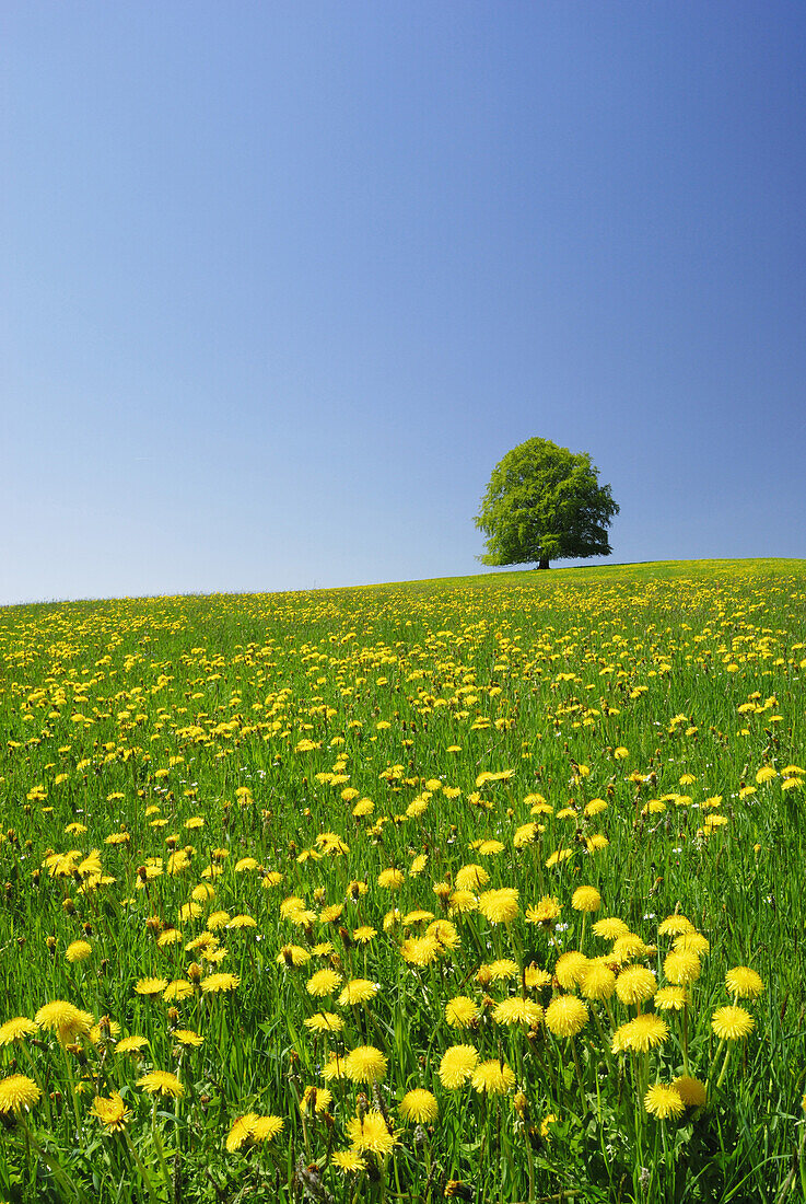 Beech tree in meadow with dandelion, Allgaeu, Bavaria, Germany