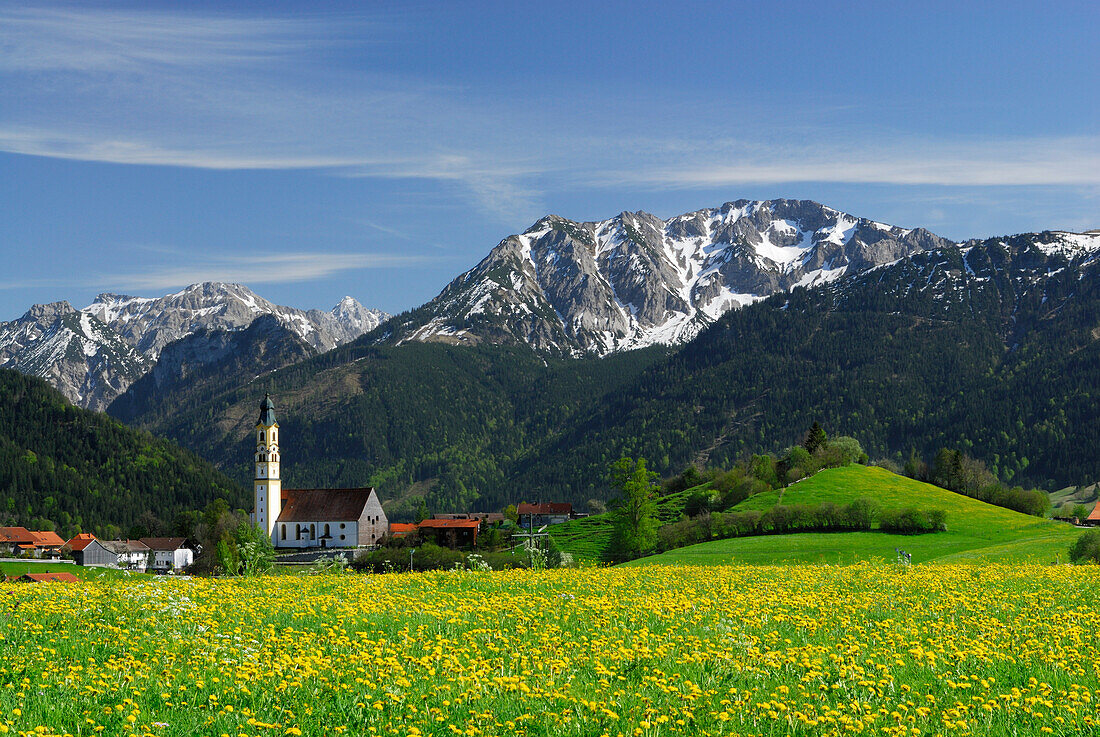 Blick über Löwenzahnwiesen auf Pfronten, Allgäu, Bayern, Deutschland