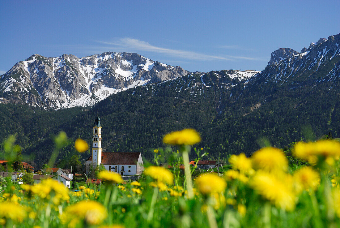 Blick über Löwenzahnwiesen auf Pfronten, Allgäu, Bayern, Deutschland