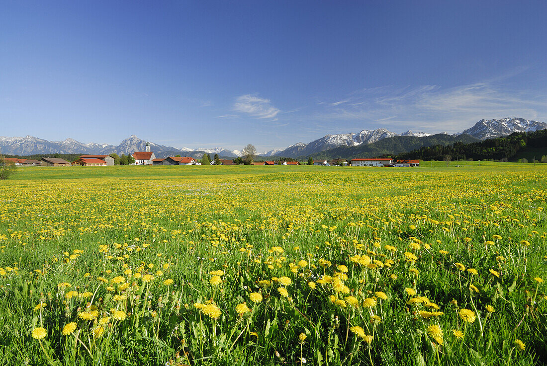 Löwenzahnwiese mit Blick auf Speiden, Allgäu, Bayern, Deutschland