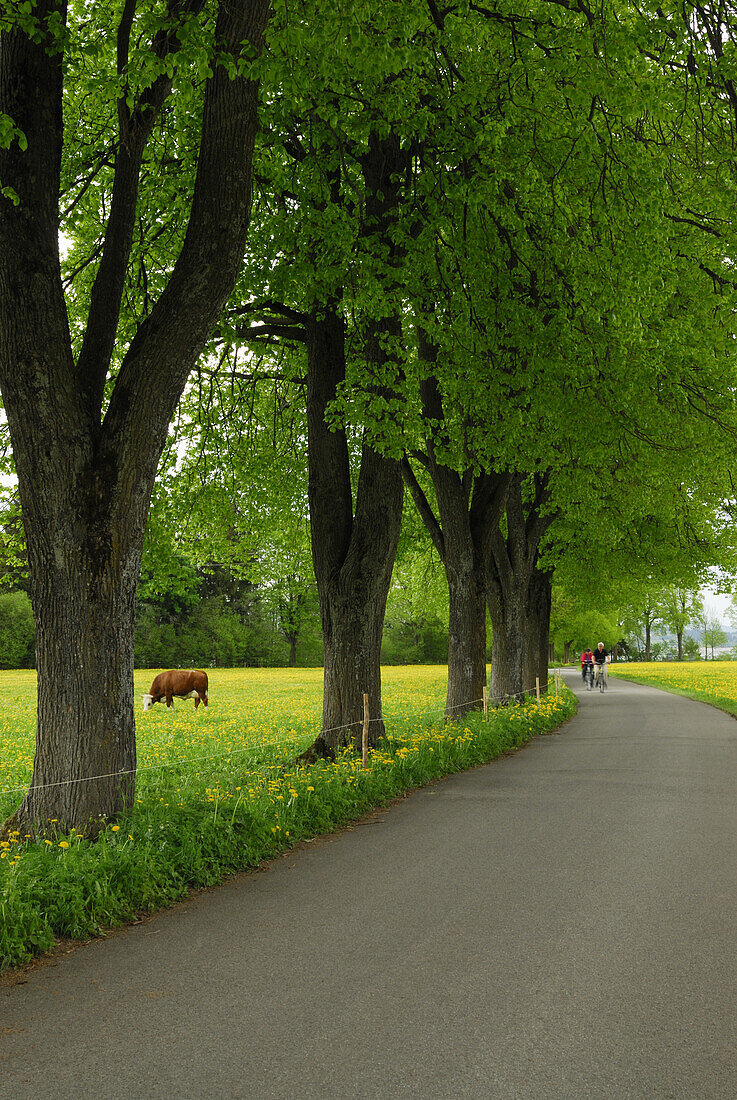 Lindenallee im Frühling, Forggensee, Allgäu, Bayern, Deutschland