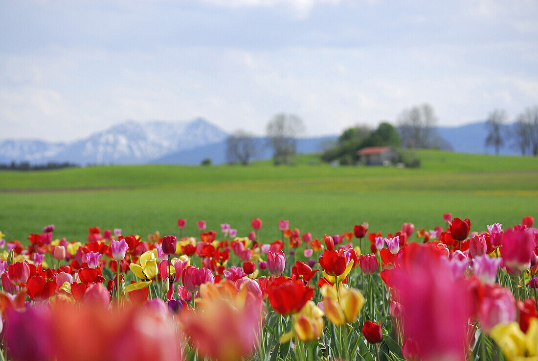 Meadow with tulips and mountain range, near Holzkirchen, Upper Bavaria, Bavaria, Germany