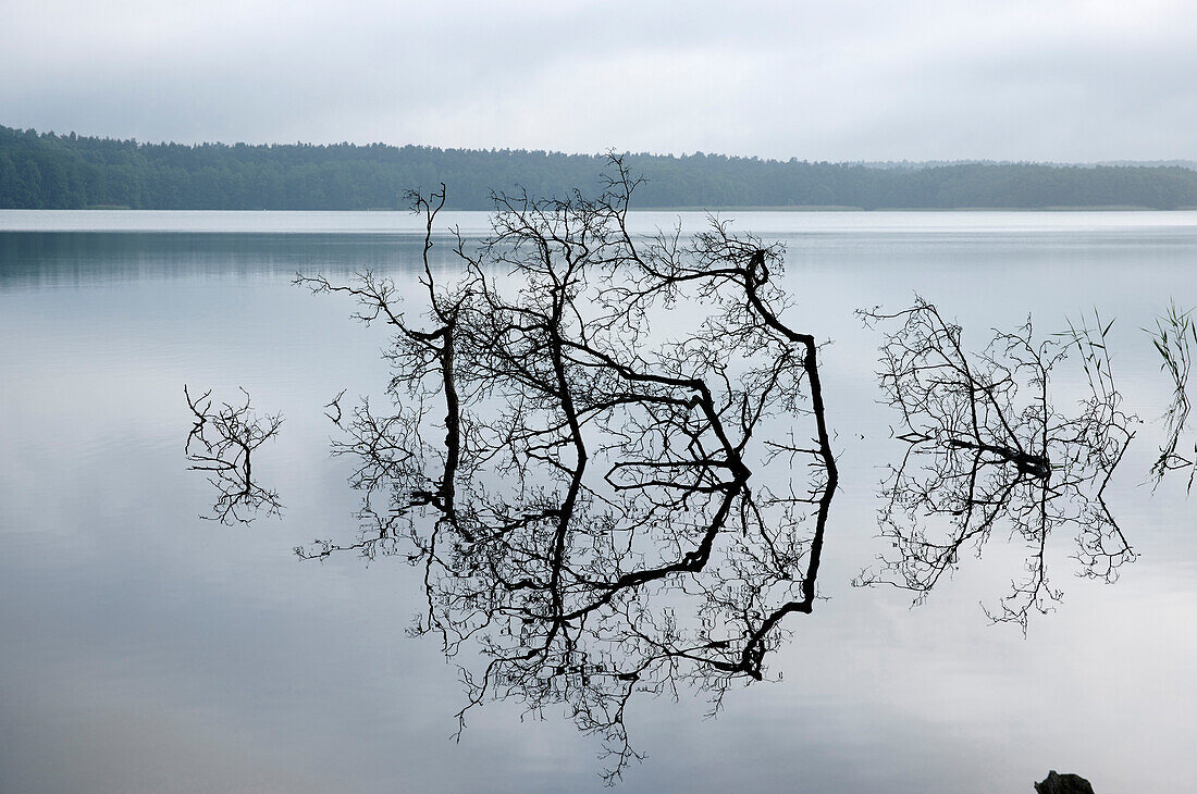 Bare branches in lake Werbellinsee, Eichhorst, Schorfheide, Brandenburg, Germany