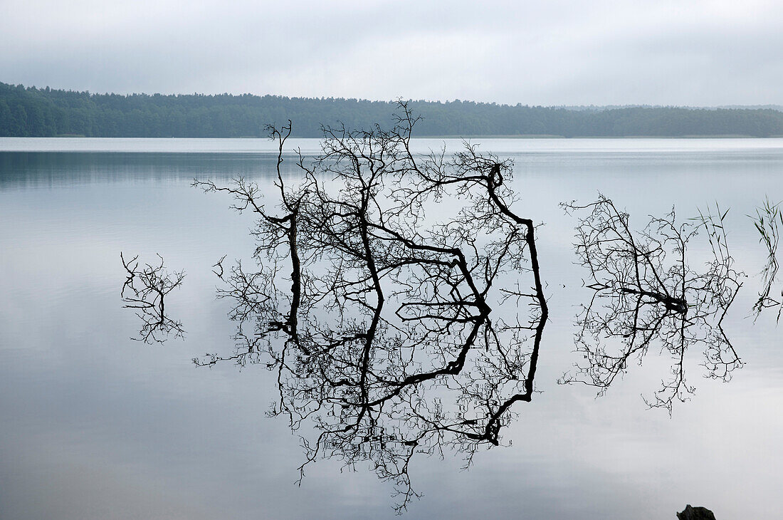 Kahle Äste im Werbellinsee, Eichhorst, Schorfheide, Brandenburg, Deutschland