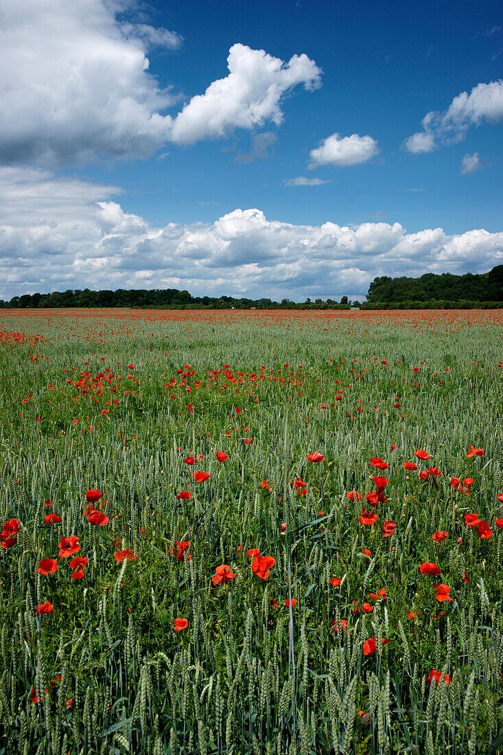 Cornfield with poppies, Bornim, Brandenburg, Germany