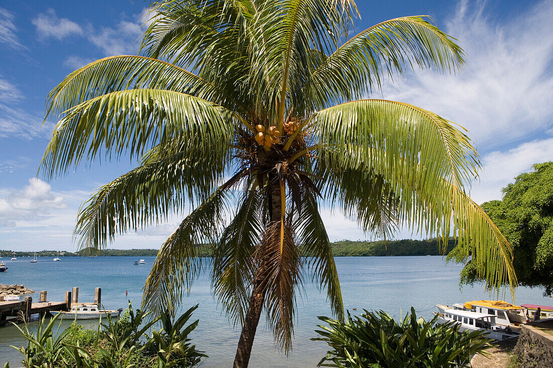 Palm tree and harbour under clouded sky, Neiafu, Vava'u archipelago, Tonga, South Pacific, Oceania