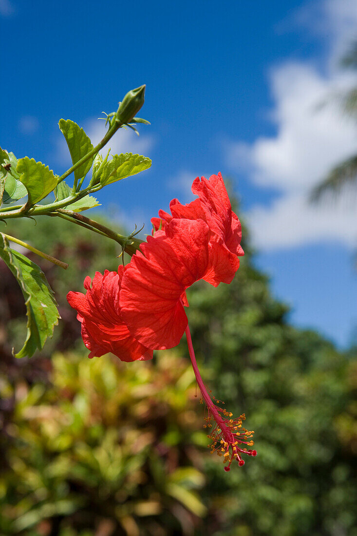 Red Hibiscus Flower, Nuku'alofa, Tongatapu, Tonga, South Pacific, Oceania
