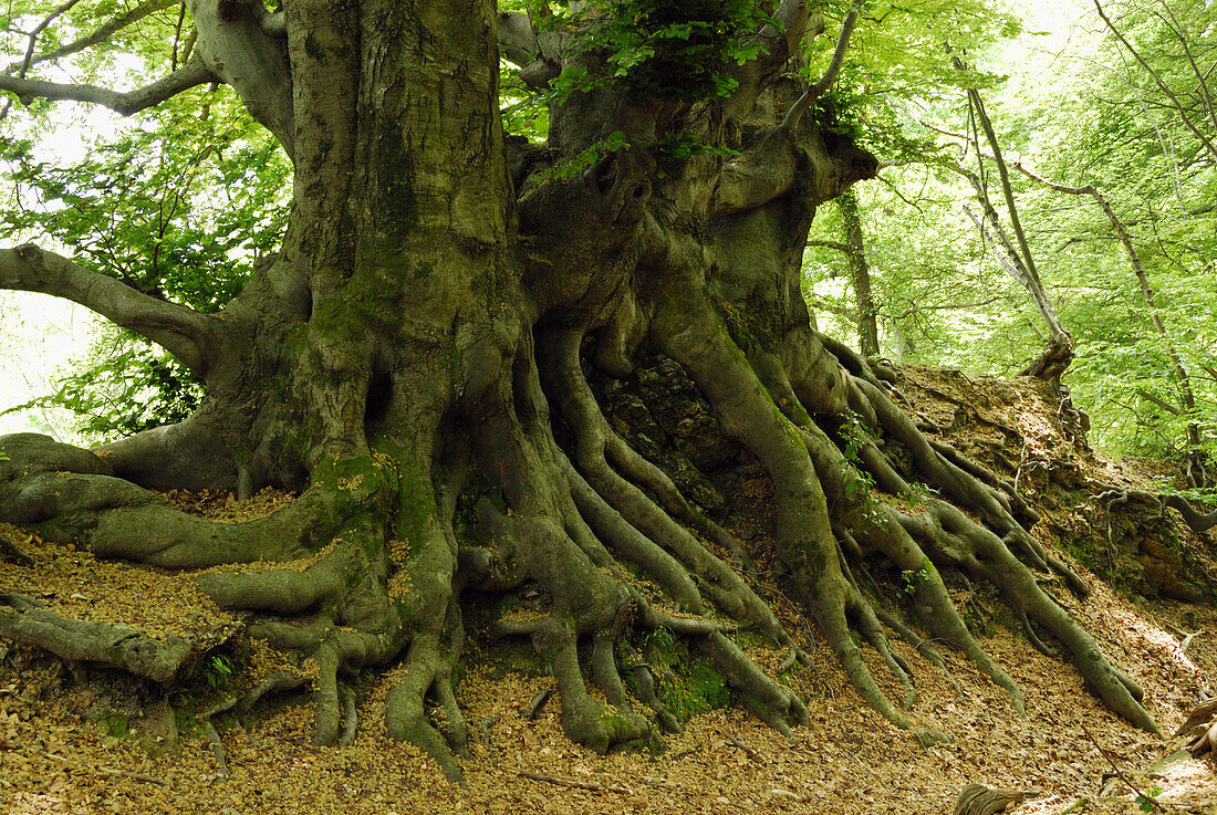 Two large beech trees with protruding roots, valley of Muggio, Ticino, Switzerland