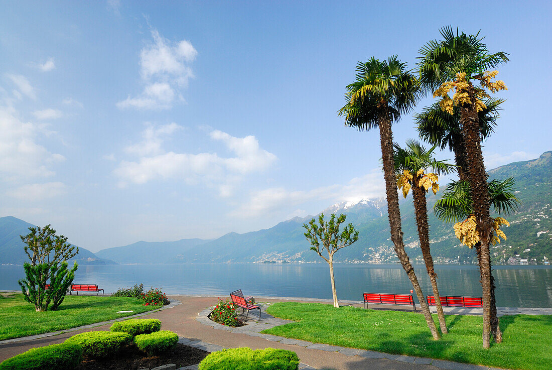 Park with benches and palm trees and view towards lake Maggiore, Ascona, lake Maggiore, Lago Maggiore, Ticino, Switzerland
