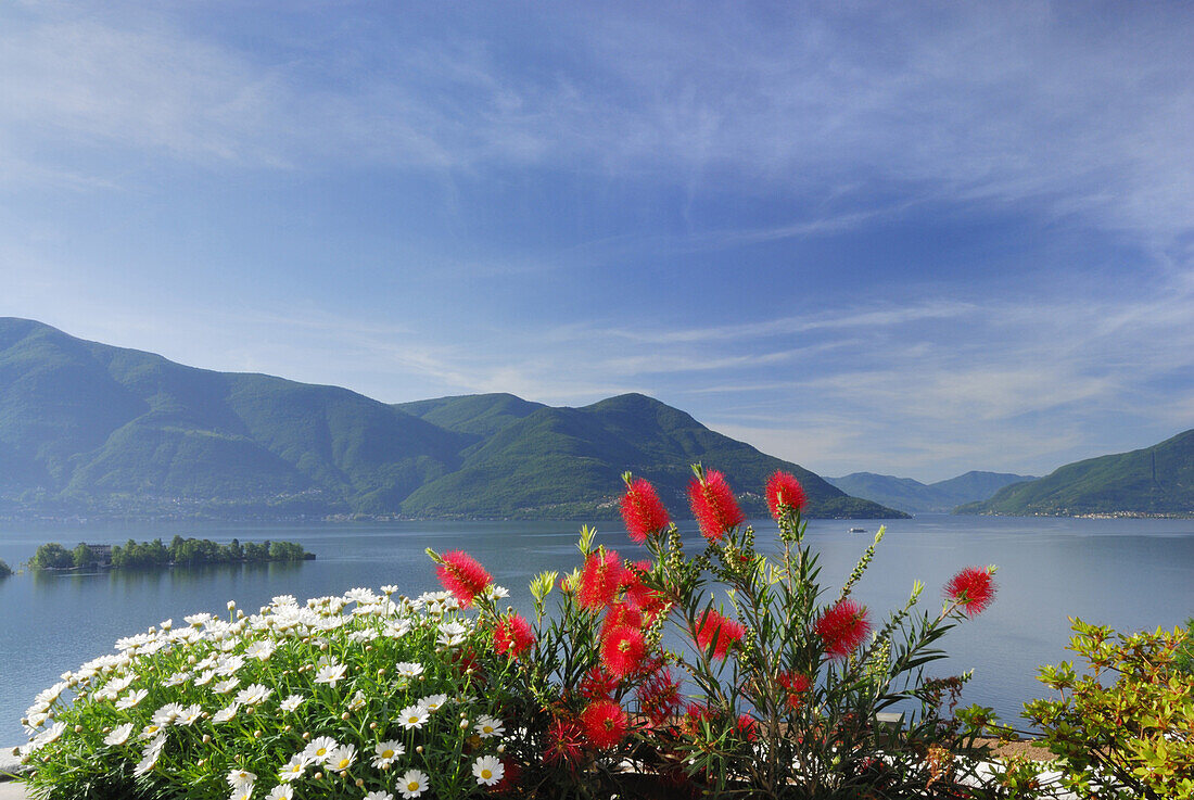 Floral decoration in front of lake Maggiore with isle of Brissago in the background, Isole di Brissago, Ronco sopra Ascona, lake Maggiore, Lago Maggiore, Ticino, Switzerland