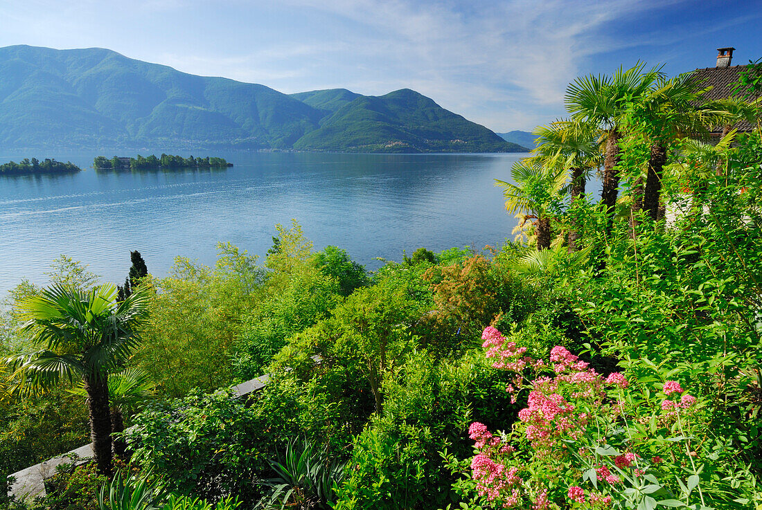 Terrassierter Garten mit Palmen über Lago Maggiore mit Isole di Brissago, Insel Brissago, Ronco sopra Ascona, Lago Maggiore, Tessin, Schweiz