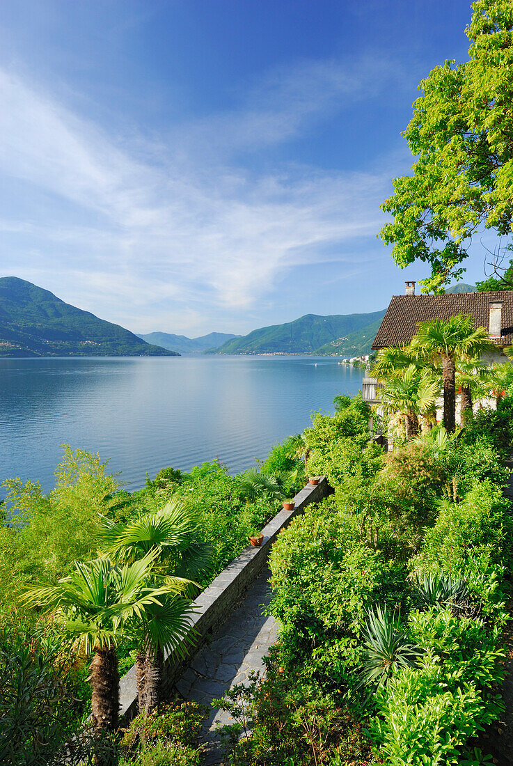 Terraced garden with palm trees above lake Maggiore, Ronco sopra Ascona, lake Maggiore, Lago Maggiore, Ticino, Switzerland