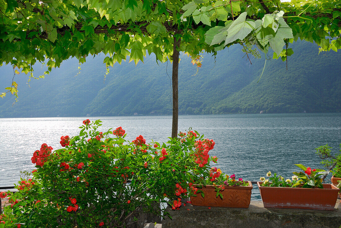 Weinlaube mit Blumenschmuck am Luganer See, Lago di Lugano, Gandria, Tessin, Schweiz