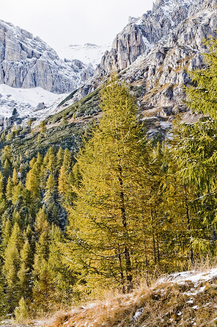 Conifers, snow-covered Dolomites in background, Trentino-Alto Adige/Südtirol, Italy