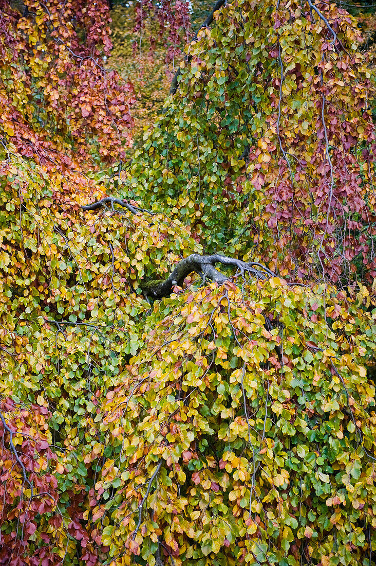 Autumn foliage, Nymphenburg palace park, Munich, Bavaria, Germany