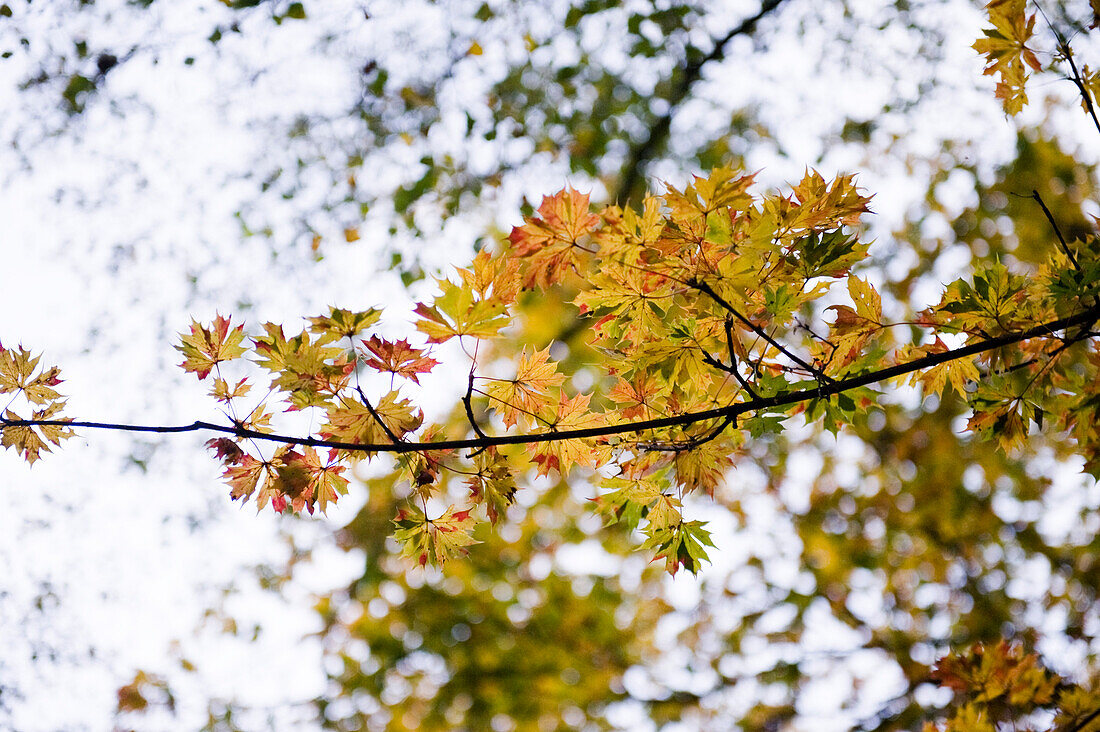 Autumn foliage, Nymphenburg palace park, Munich, Bavaria, Germany