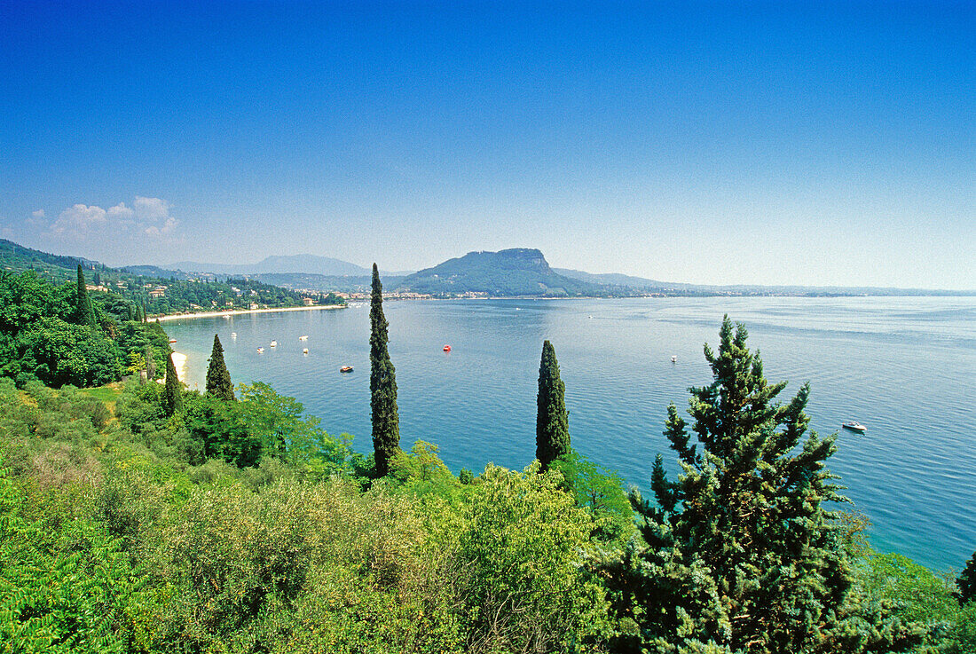 Cypresses at the lakeside under blue sky, Lake Garda, Veneto, Italy, Europe