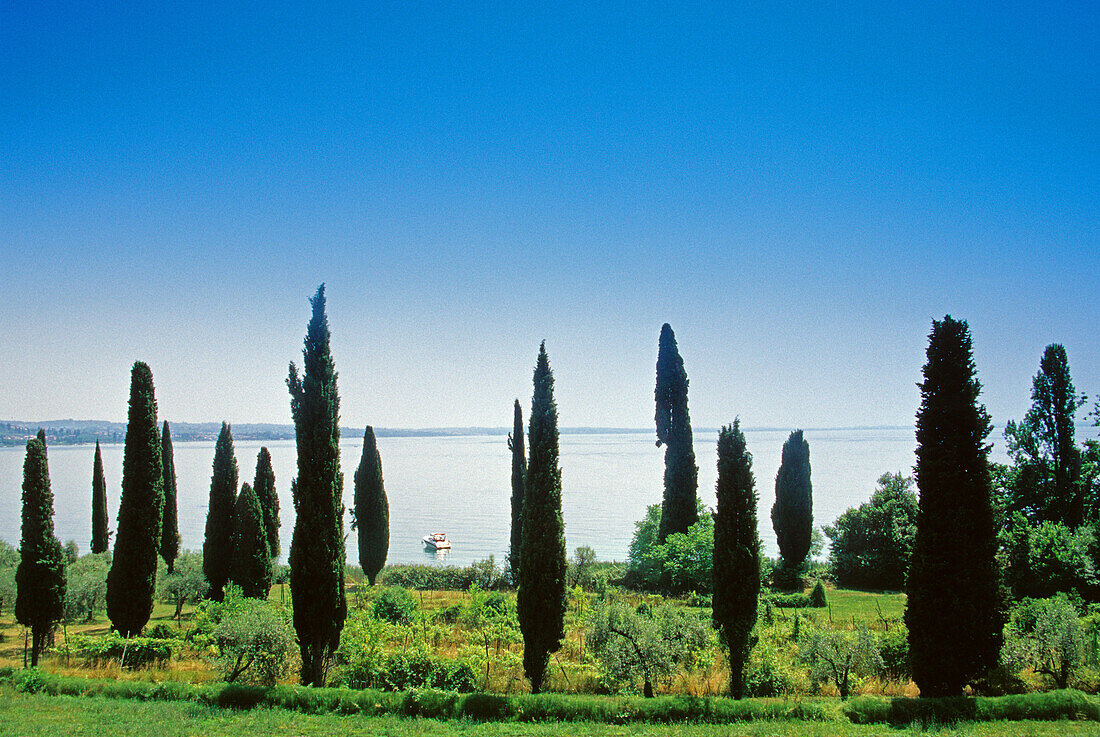 Zypressen am Seeufer unter blauem Himmel, Gardasee, Venetien, Italien, Europa