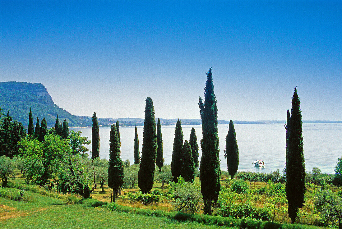 Zypressen am Seeufer unter blauem Himmel, Gardasee, Venetien, Italien, Europa